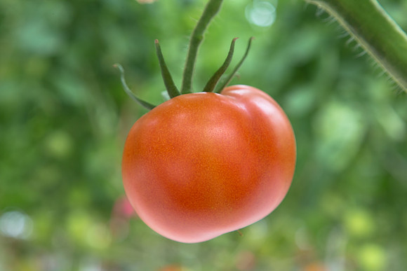 Tomato_Yigido_MX_0045