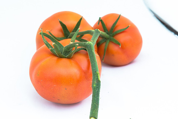 Tomato_Yigido_MX_Group_0036