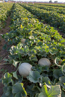 Melon_SVMF5196_CA_0011