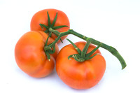 Tomato_Yigido_MX_Group_0026