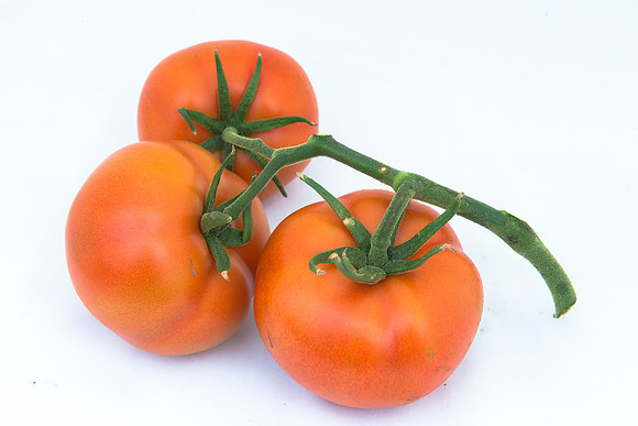 Tomato_Yigido_MX_Group_0026