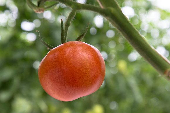 Tomato_Yigido_MX_0054