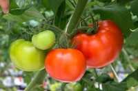 Tomato_Yigido_MX_0037