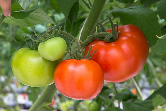 Tomato_Yigido_MX_0037