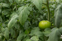 Tomato_Yigido_MX_0002