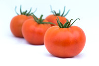 Tomato_Yigido_MX_Group_0017