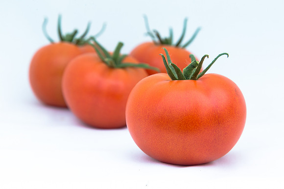 Tomato_Yigido_MX_Group_0017