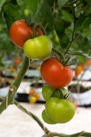 Tomato_Yigido_MX_0012