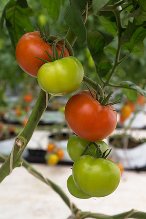 Tomato_Yigido_MX_0012