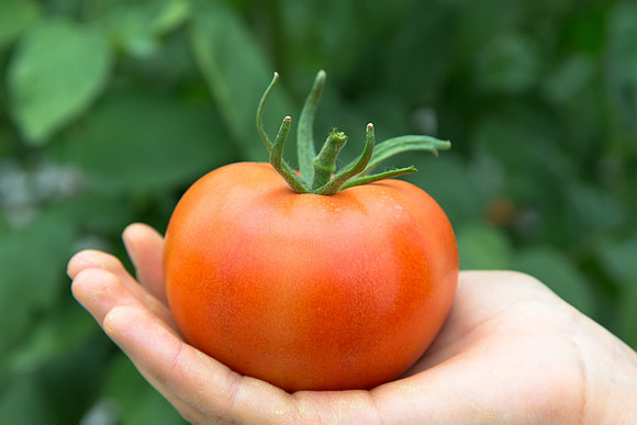 Tomato_Yigido_MX_0064