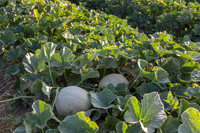Melon_SVMF5196_CA_0013