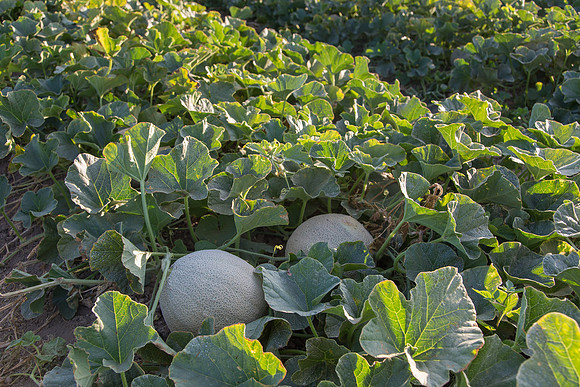 Melon_SVMF5196_CA_0013