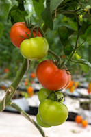 Tomato_Yigido_MX_0015