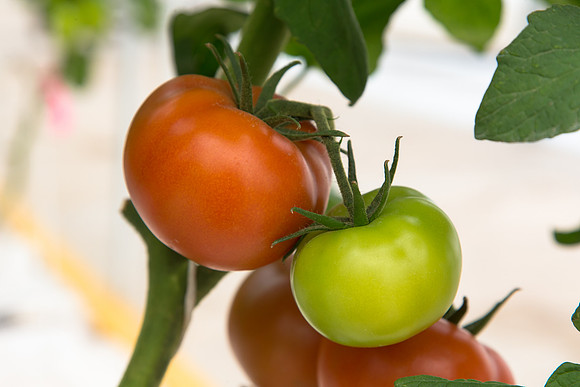 Tomato_Yigido_MX_0005