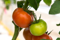 Tomato_Yigido_MX_0006