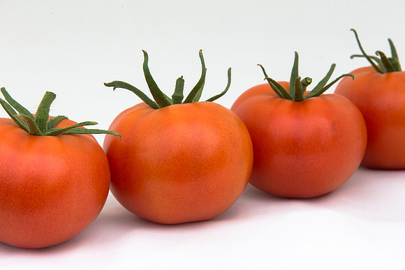 Tomato_Yigido_MX_Group_0010