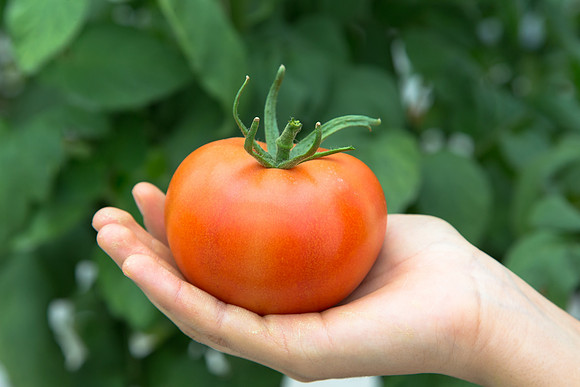 Tomato_Yigido_MX_0062