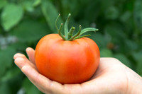 Tomato_Yigido_MX_0065