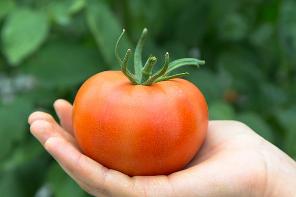 Tomato_Yigido_MX_0065