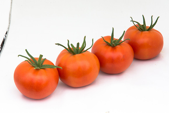 Tomato_Yigido_MX_Group_0005