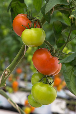 Tomato_Yigido_MX_0019