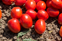 Tomato_SV8232TM_CA_00003