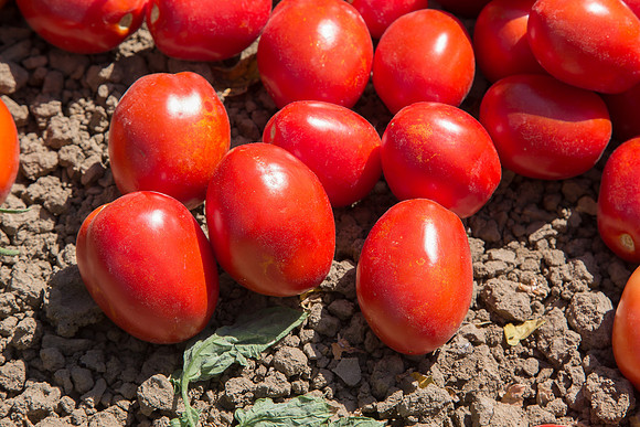 Tomato_SV8232TM_CA_00003