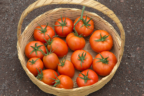 Tomato_SV4401TJ-Yigido-DRW7834_0005