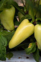 HotPepper_SV4951HL_MX_0012