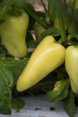 HotPepper_SV4951HL_MX_0012