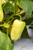 HotPepper_SV4951HL_MX_0010