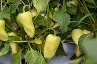 HotPepper_SV4951HL_MX_0006