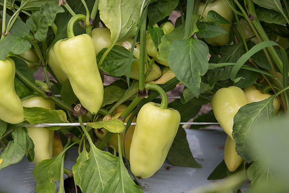 HotPepper_SV4951HL_MX_0006