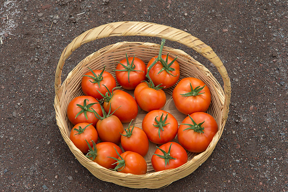 Tomato_SV4401TJ-Yigido-DRW7834_0006