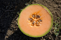 Melon_SV2876MW_CA_0036