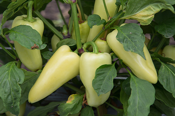 HotPepper_SV4951HL_MX_0002