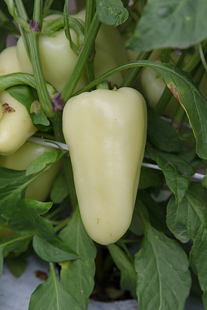 HotPepper_SV4951HL_MX_0017