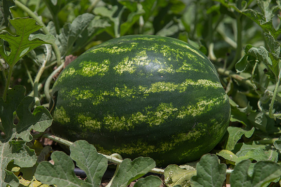 Watermelon_Sentinel_CA_0023