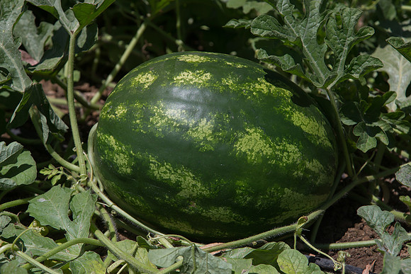 Watermelon_Sentinel_CA_0006