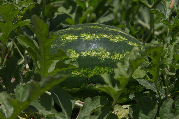 Watermelon_Sentinel_CA_0016