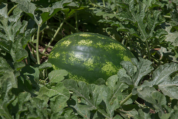 Watermelon_Sentinel_CA_0005