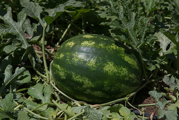 Watermelon_Sentinel_CA_0009