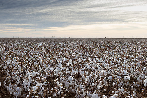 RRXCottonTexas_cdp_1014
