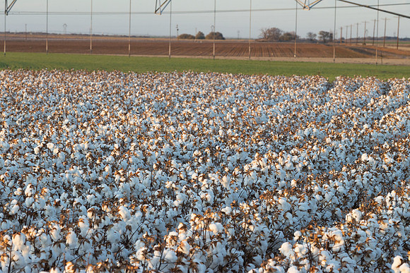 RRXCottonTexas_cdp_525