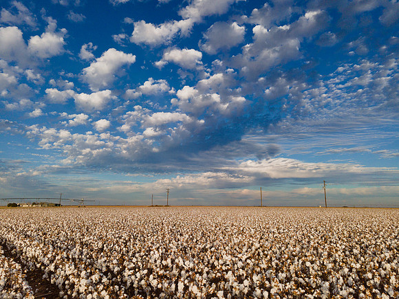 RRXCottonTexas_cdp_325
