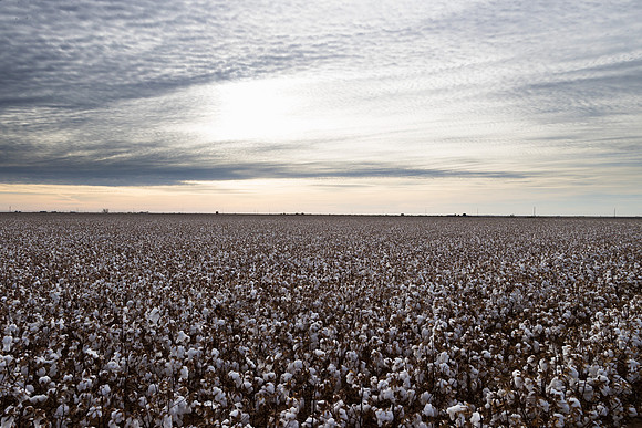 RRXCottonTexas_cdp_869