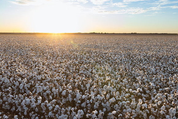 RRXCottonTexas_cdp_506