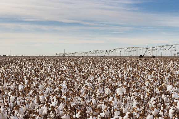 RRXCottonTexas_cdp_1034