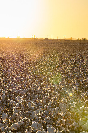 RRXCottonTexas_cdp_446