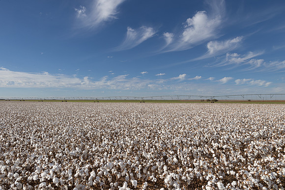RRXCottonTexas_cdp_184
